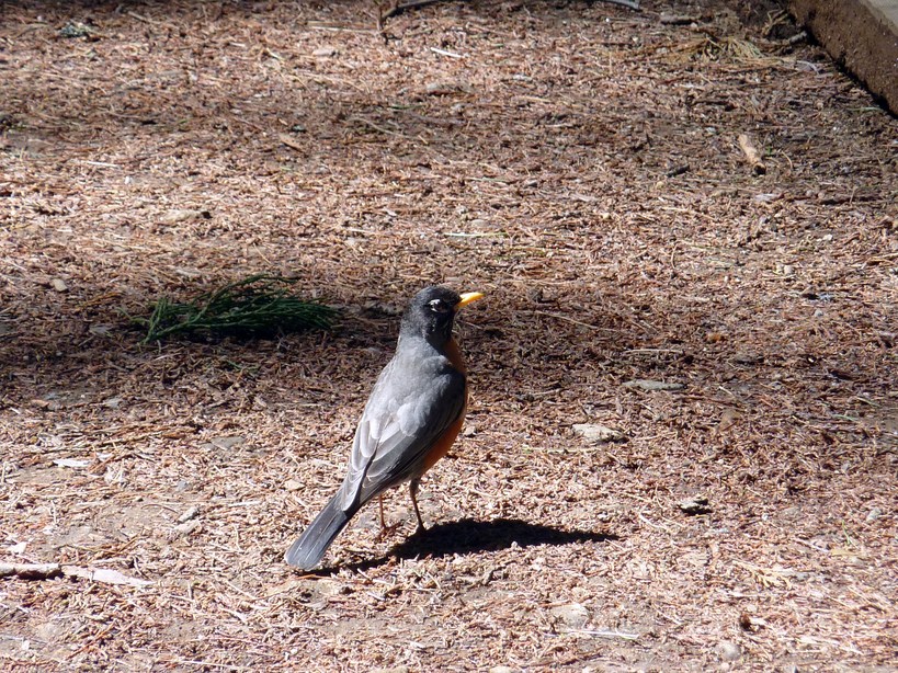 FAUNE 4 (33).JPG